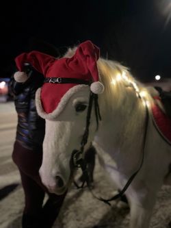 Ponnyridning, En ponny med tomtemössa. 